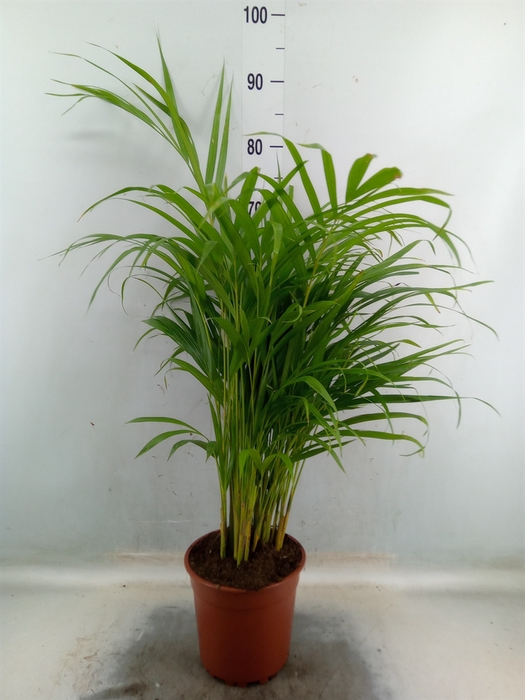 <h4>Dypsis lutescens   ...Chrysalidoca</h4>