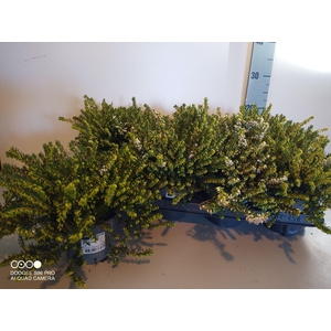 Erica dar. White Perfection