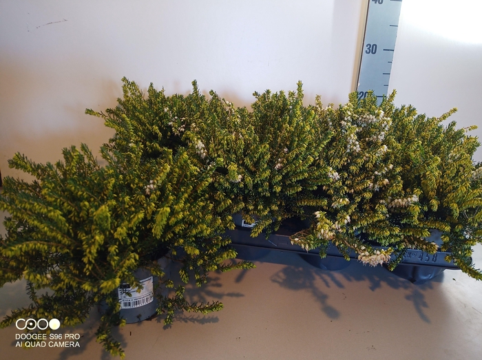 <h4>Erica dar. White Perfection</h4>