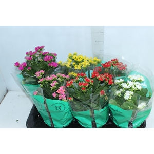 KALANCHOE P15