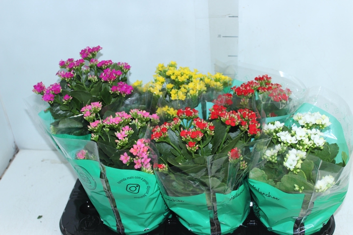 <h4>KALANCHOE P15</h4>