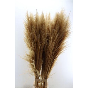 Dried Cortaderia Zaquara Semi Bleached 140cm