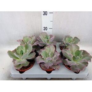 Echeveria   ...