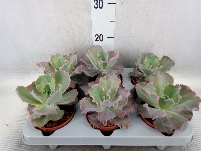 <h4>Echeveria   ...</h4>