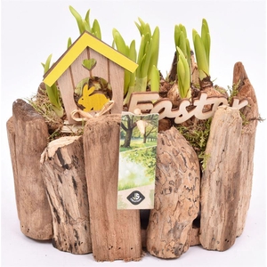 Druivenhout ovaal 21x14.5cm