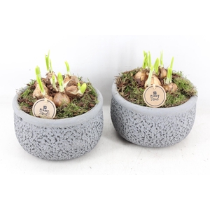 arr4 Narcis PL - Ker. barok grijs 401/2