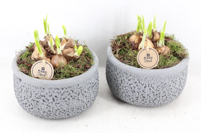 <h4>arr4 Narcis PL - Ker. barok grijs 401/2</h4>