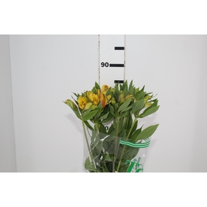 ALSTROEMERIA CARIBBEAN 080 CM