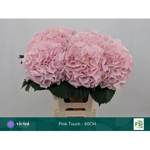HYDRANGEA  'MY BEAU PINKTOUCH ROSE'