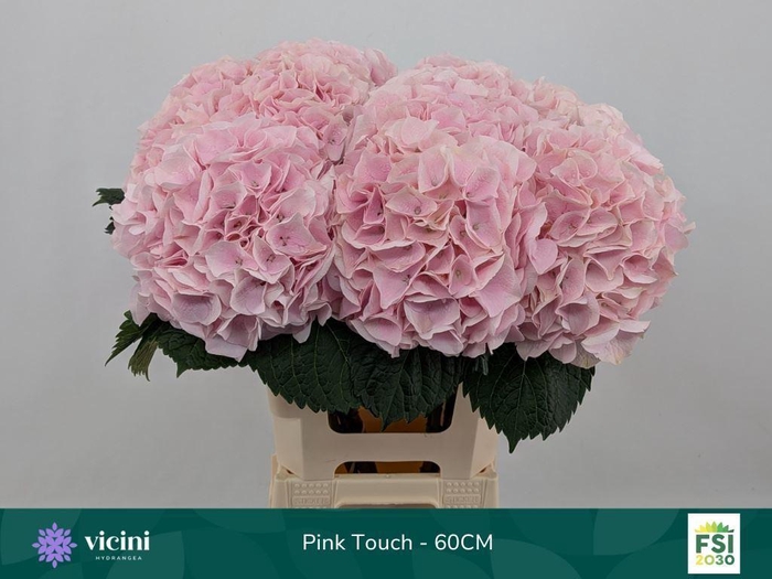 <h4>HYDRANGEA  'MY BEAU PINKTOUCH ROSE'</h4>