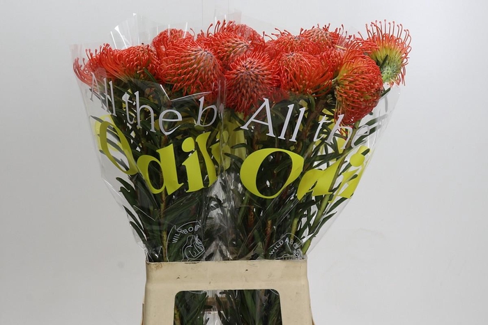 <h4>Nutans Succession</h4>