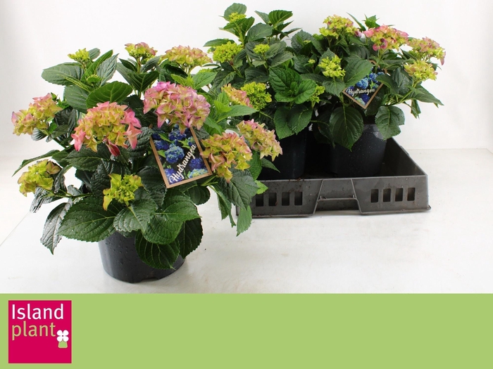 <h4>HYDR M EARLY BLUE</h4>