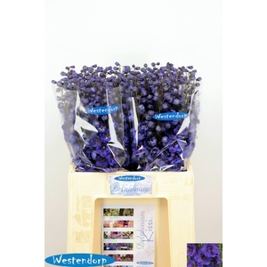 DELPH DU KI FL BLUE