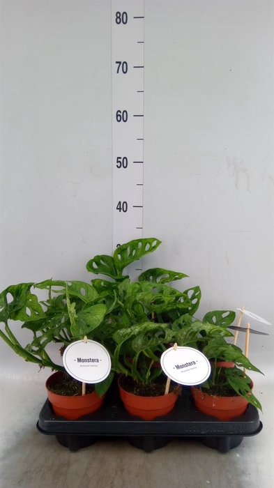 <h4>Monstera obliqua 'Leichtlinii'</h4>