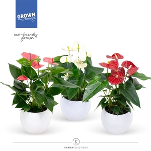 Anthurium - KARMA Grandiflora Mix | Lisa White