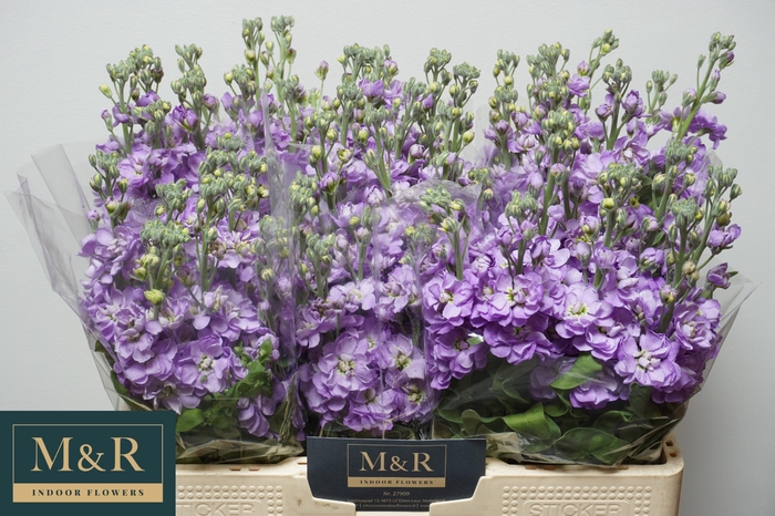 <h4>MATTH FIGARO LAVENDE</h4>