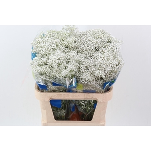 Gy Million Star 40 gr