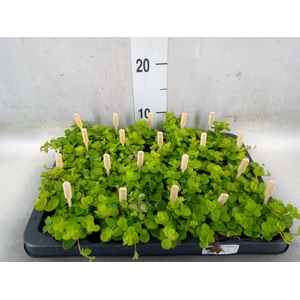 Peperomia rotundifolia