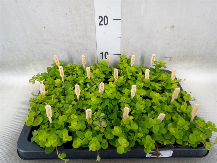 <h4>Peperomia rotundifolia</h4>