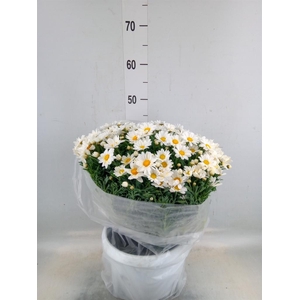 Argyranthemum   ...