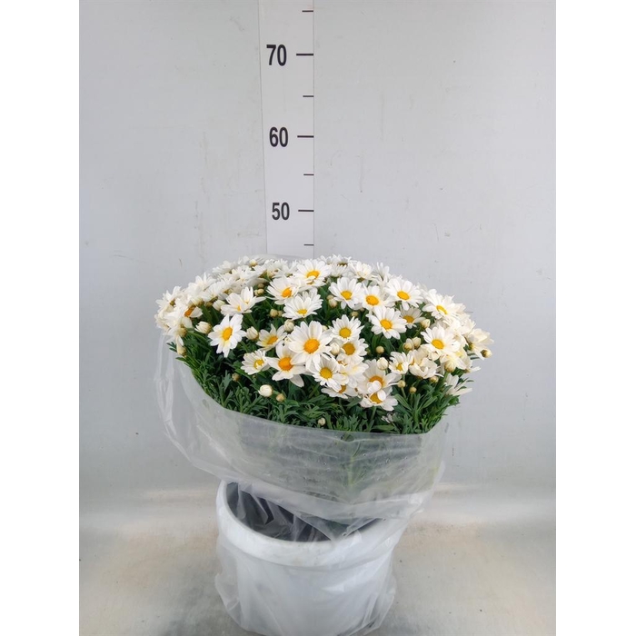 <h4>Argyranthemum   ...</h4>