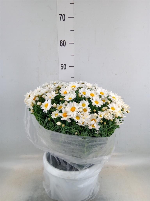 Argyranthemum   ...