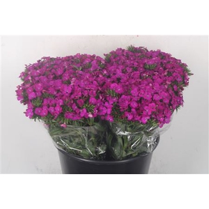 Di Barb Amazone Neon Purple