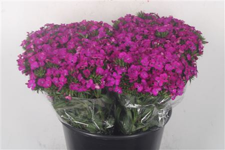 <h4>Di Barb Amazone Neon Purple</h4>