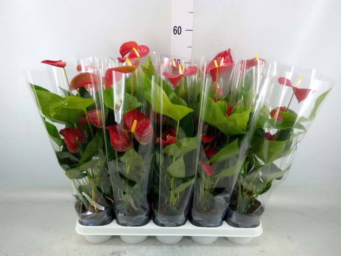 <h4>Anthurium andr. 'Karma Red'</h4>