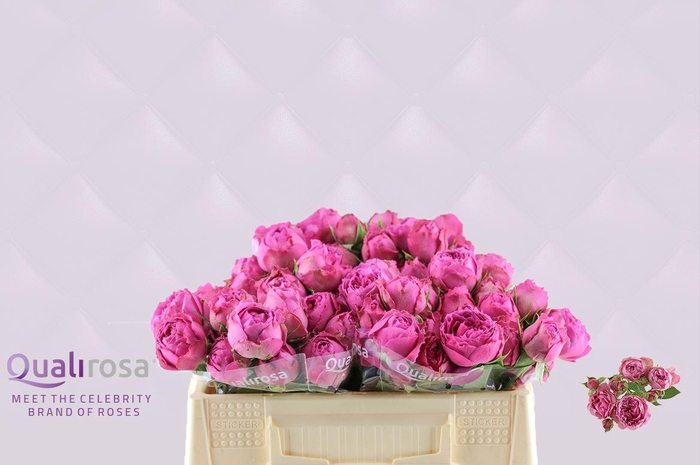 <h4>R Tr Misty Bubbles</h4>