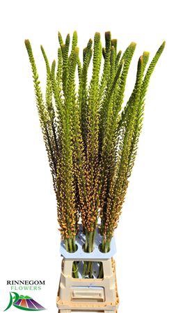 <h4>Eremurus Rumba</h4>
