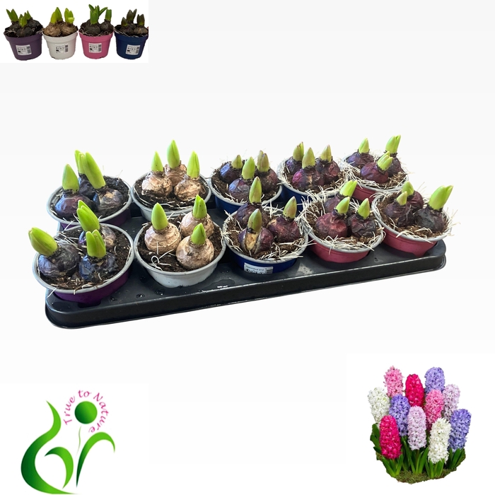 <h4>HYACIN GEM 4 KL</h4>