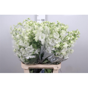Delph Du Centu White