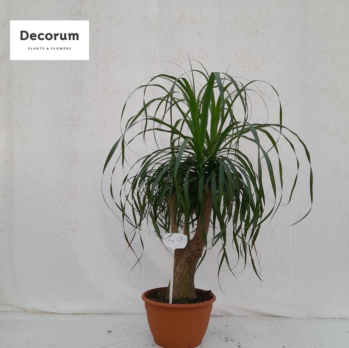 <h4>Beaucarnea vertakt op nummer 49</h4>