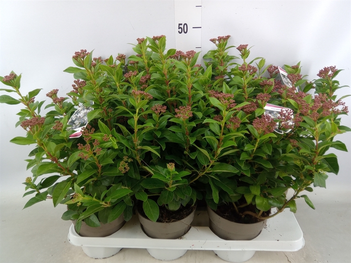 <h4>Viburnum tinus</h4>