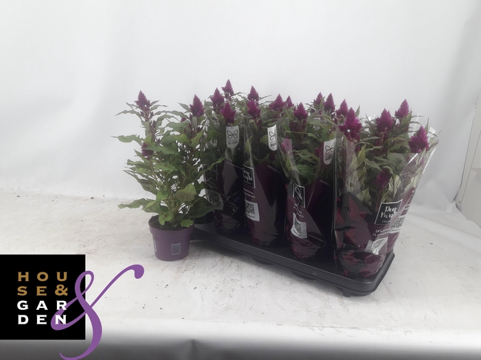 <h4>CEL DEEP PURPLE</h4>