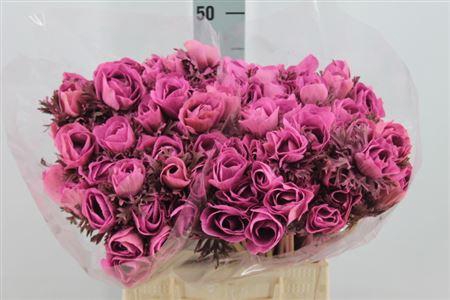 <h4>Anemone Poeder Lila</h4>