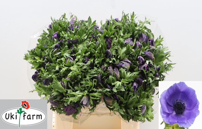 <h4>ANEM CO GALIL BLAUW</h4>