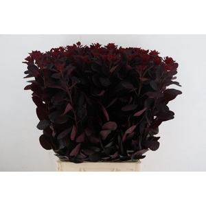 COTINUSBLAD ROYAL PURPLE 080CM