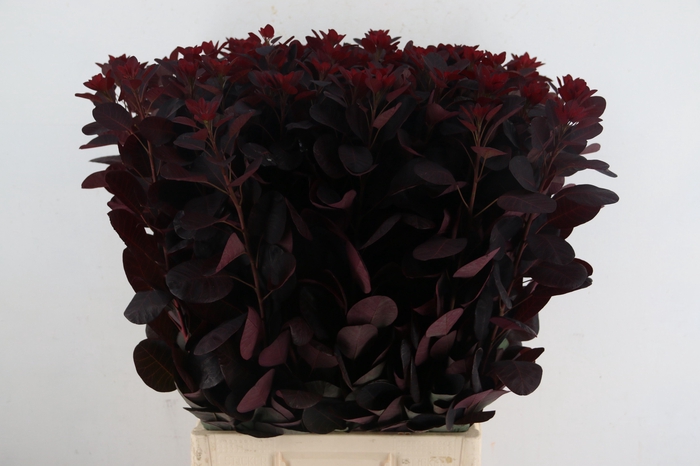 <h4>COTINUSBLAD ROYAL PURPLE 080CM</h4>