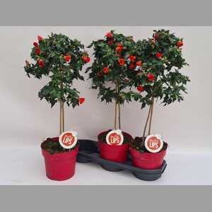 ABUT RED TRUMPET