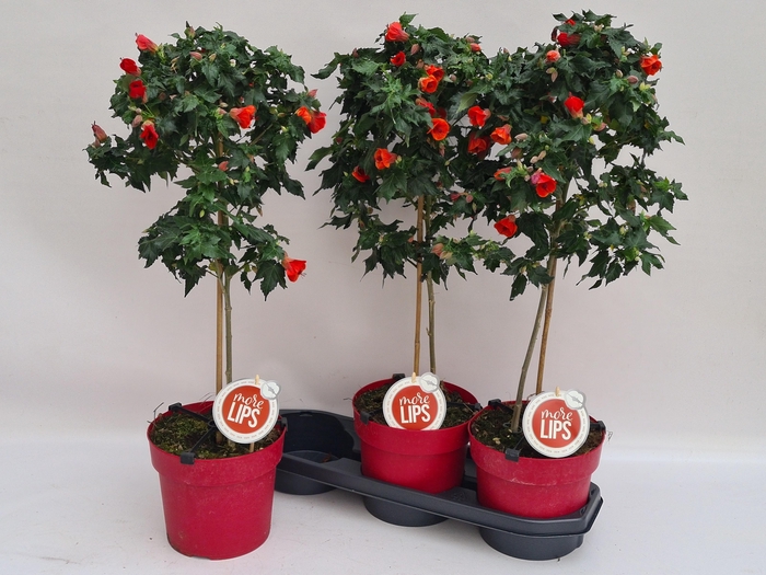 <h4>ABUT RED TRUMPET</h4>