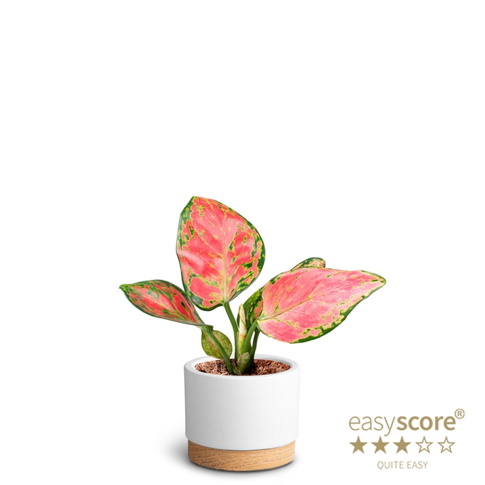 <h4>AGLAONEMA COM P7 WB WHITE</h4>