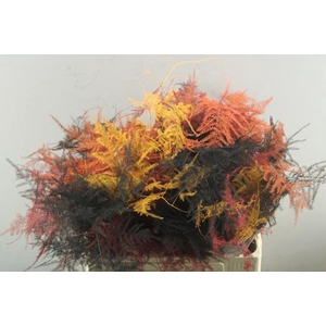 Asp Middel Getopt (herfst Mix)