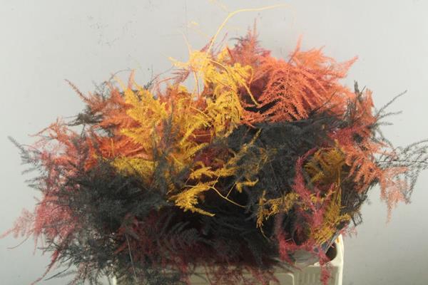 <h4>Asp Middel Getopt (herfst Mix)</h4>