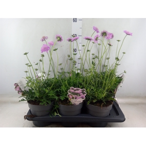 Scabiosa columb. 'Pink Mist'