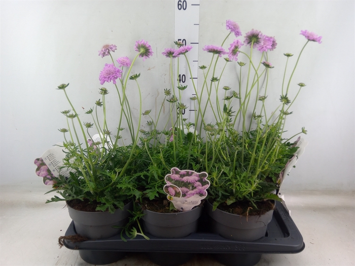 <h4>Scabiosa columb. 'Pink Mist'</h4>