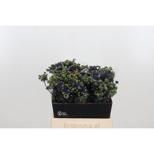 Eryng Pl Mag Purp St