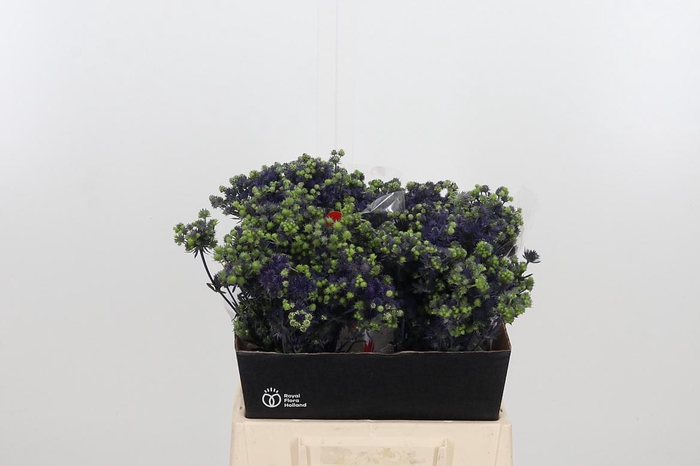 <h4>Eryng Pl Mag Purp St</h4>