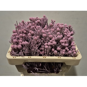 NEBELIA FRAGARIOIDES VERF LIGHTPINK